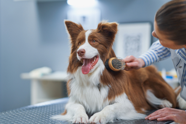 Medium Breeds with Long Hair Dog Grooming Johannesburg | Muntah Claws