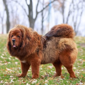 Giant Breed Long Coat Grooming Johannesburg | Muntah Claws