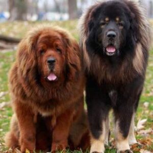 Giant Breed Major Brush Out Grooming Johannesburg | Muntah Claws
