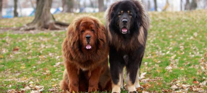 Giant Breed Major Brush Out Grooming Johannesburg | Muntah Claws