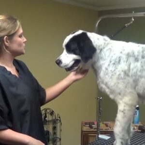Giant Breed Matted Shave Grooming Johannesburg | Muntah Claws