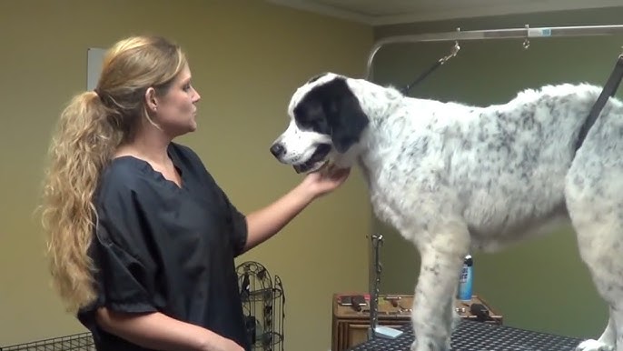 Giant Breed Matted Shave Grooming Johannesburg | Muntah Claws