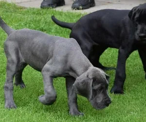 Giant Breed Puppies Grooming Johannesburg | Muntah Claws
