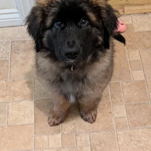 Giant Breed Puppies Grooming with Styling Johannesburg | Muntah Claws