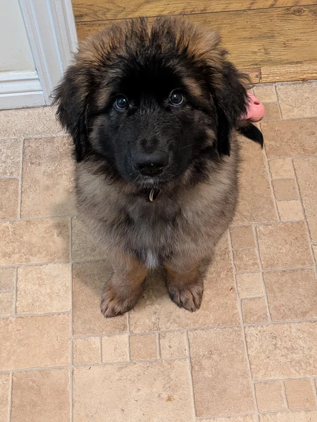 Giant Breed Puppies Grooming with Styling Johannesburg | Muntah Claws