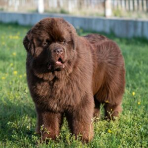 Giant Breed Short Double Coat Grooming Johannesburg | Muntah Claws
