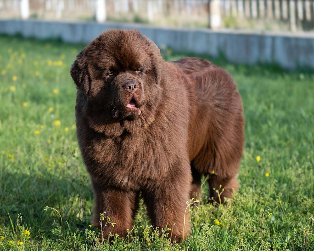 Giant Breed Short Double Coat Grooming Johannesburg | Muntah Claws