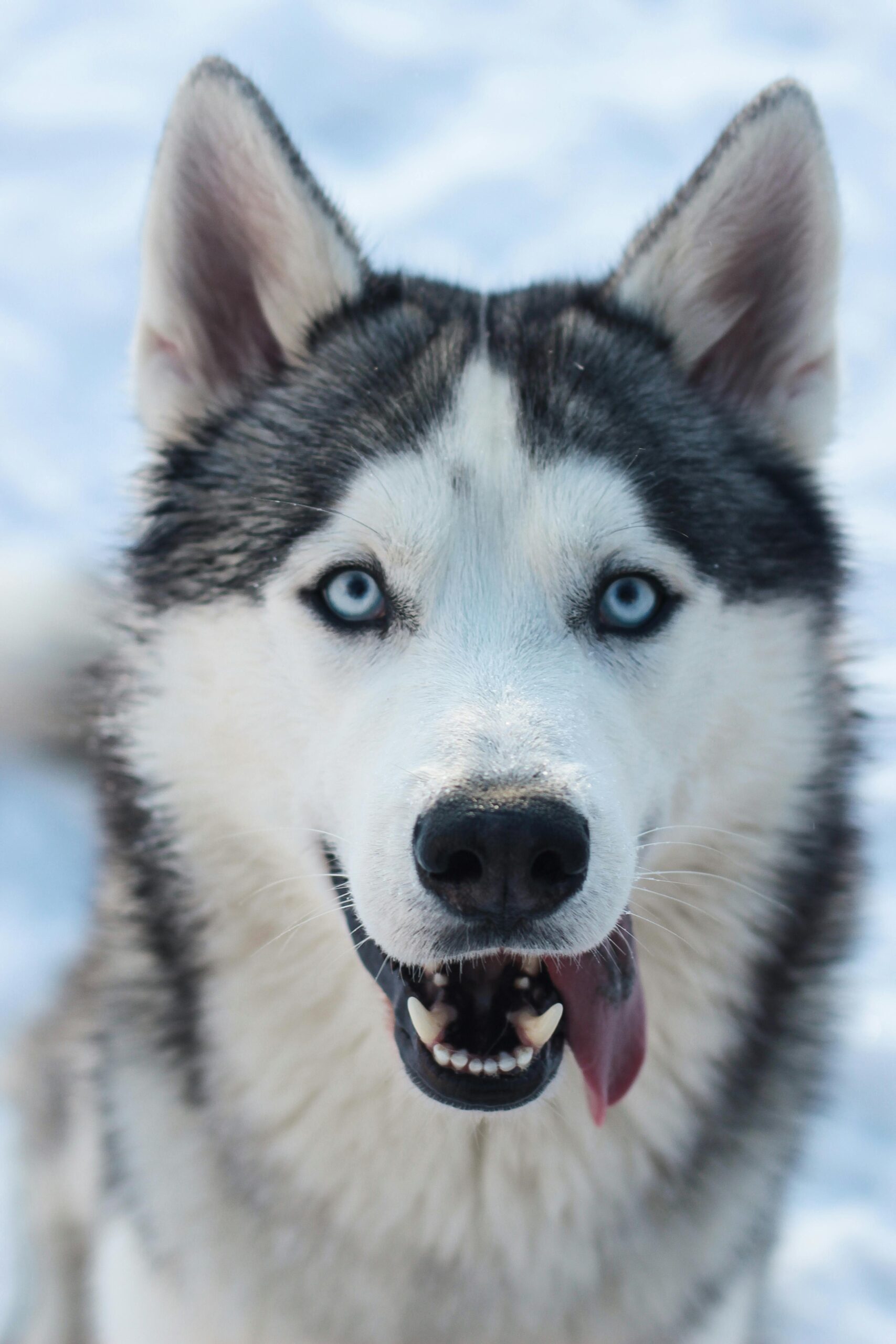 Husky & Chow Major Brush Out or Summer Cut Johannesburg | Muntah Claws
