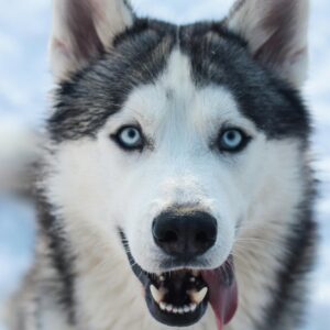 Husky & Chow Bath and Brush Grooming Johannesburg | Muntah Claws