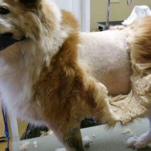 Husky & Chow Matted Shave Grooming Johannesburg | Muntah Claws