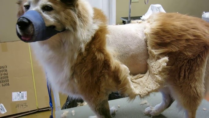 Husky & Chow Matted Shave Grooming Johannesburg | Muntah Claws