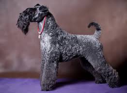 Irish, Kerry Blue, Welsh & Wire-Haired Terrier Grooming Johannesburg | Muntah Claws
