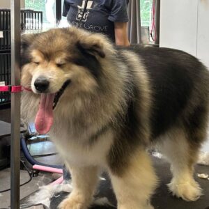 Large Breed Long Coat or Major Brush Out Grooming Johannesburg | Muntah Claws
