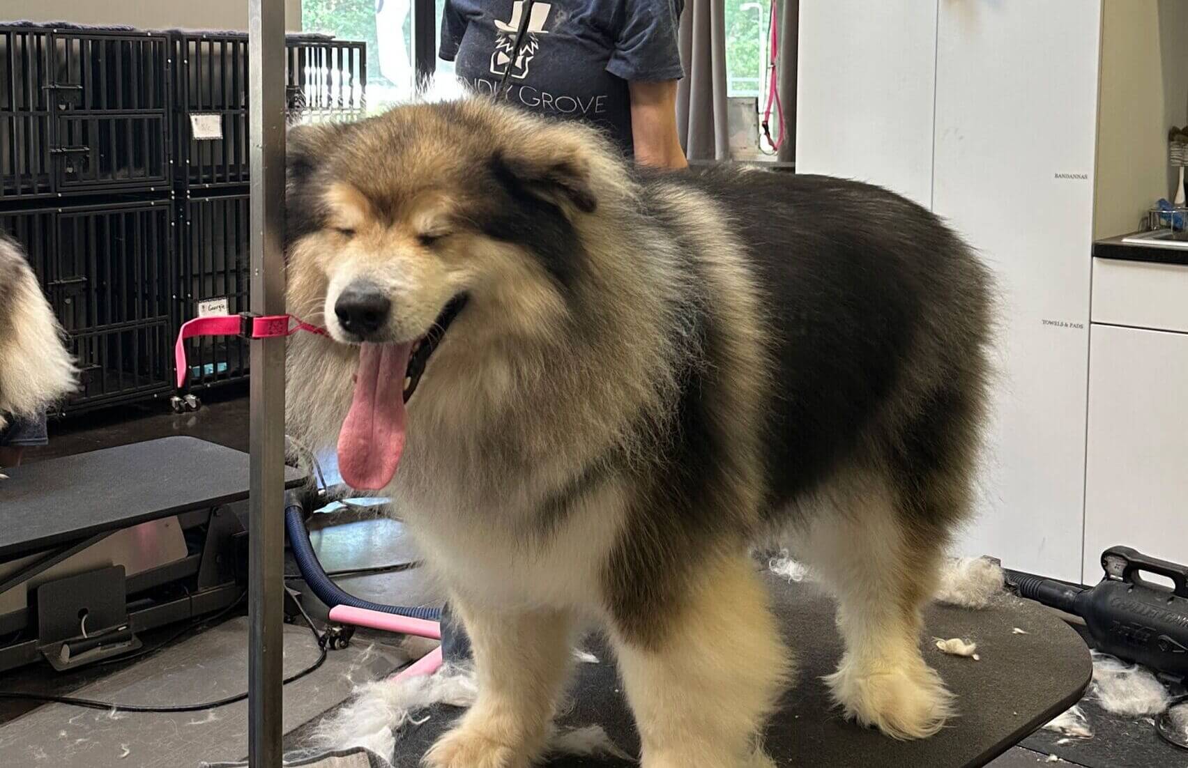 Large Breed Long Coat or Major Brush Out Grooming Johannesburg | Muntah Claws