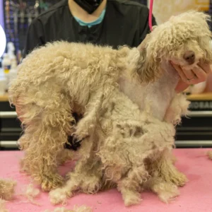 Large Breed Matted Shave