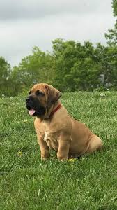 Large Breed Puppies Grooming Johannesburg | Muntah Claws
