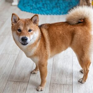 Large Breed Short Double Coat Grooming Johannesburg | Muntah Claws