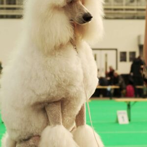 Large Breed Summer Cut Grooming Johannesburg | Muntah Claws
