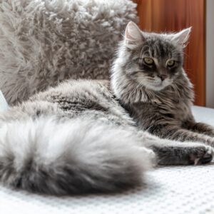 Long Hair Cat Grooming Johannesburg | Muntah Claws