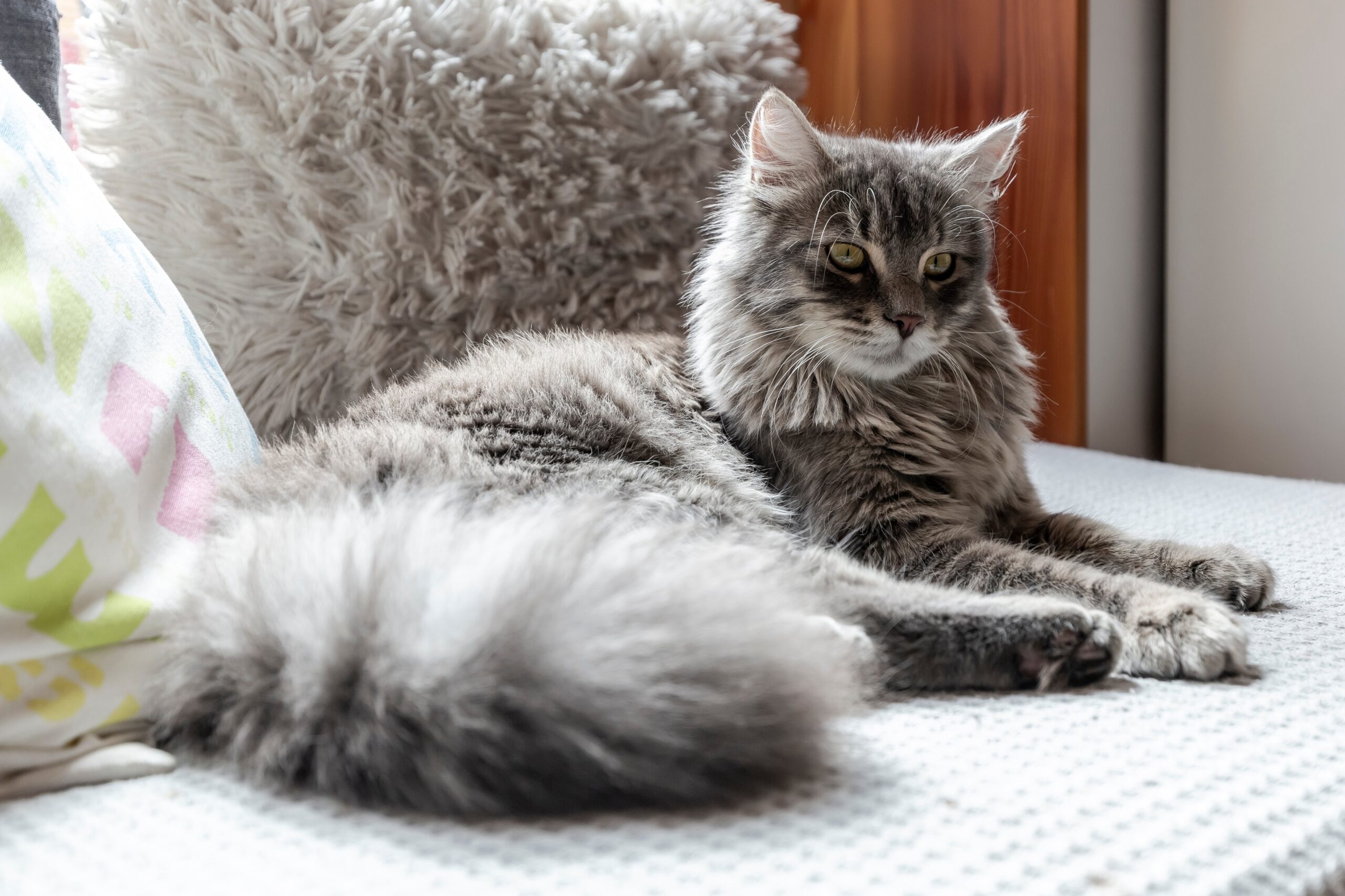 Long Hair Cat Grooming Johannesburg | Muntah Claws