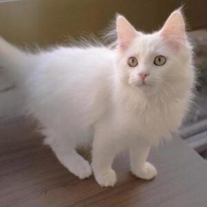 Long Hair Kitten Grooming Johannesburg | Muntah Claws
