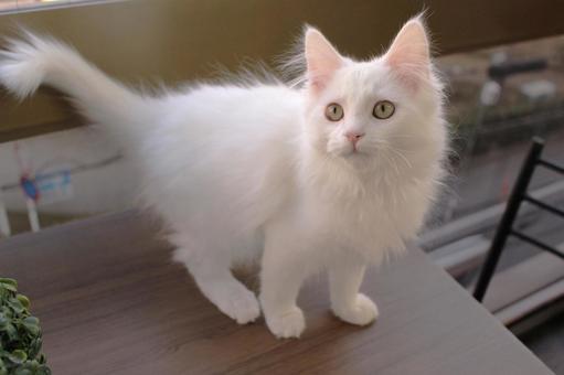 Long Hair Kitten Grooming Johannesburg | Muntah Claws
