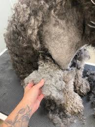 Medium Breed Mated Shave Dog Grooming Johannesburg | Muntah Claws
