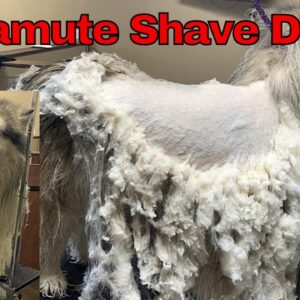 Malamute & Saint Bernard Matted Shave Johannesburg | Muntah Claws