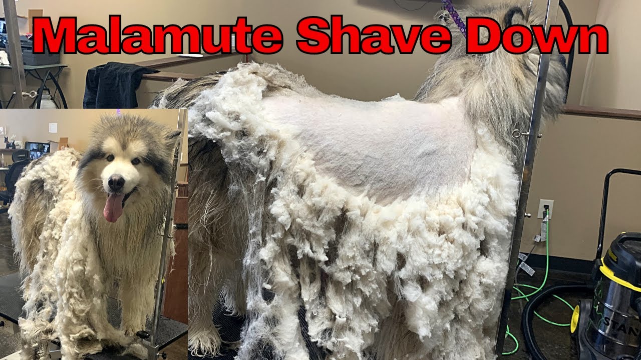 Malamute & Saint Bernard Matted Shave Johannesburg | Muntah Claws
