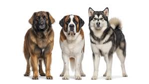 Alaskan Malamute & Saint Bernard Grooming Johannesburg | Muntah Claws