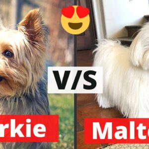Maltese, Yorkie, Shih Tzu Grooming Johannesburg | Small Breed Groomers