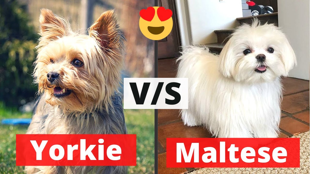Maltese, Yorkie, Shih Tzu Grooming Johannesburg | Small Breed Groomers