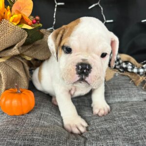 Medium Breed Puppy Grooming Johannesburg | Muntah Claws Puppies 10–20kg