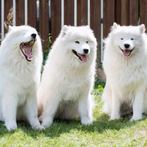 Medium Puppy Grooming with Styling Johannesburg | Muntah Claws