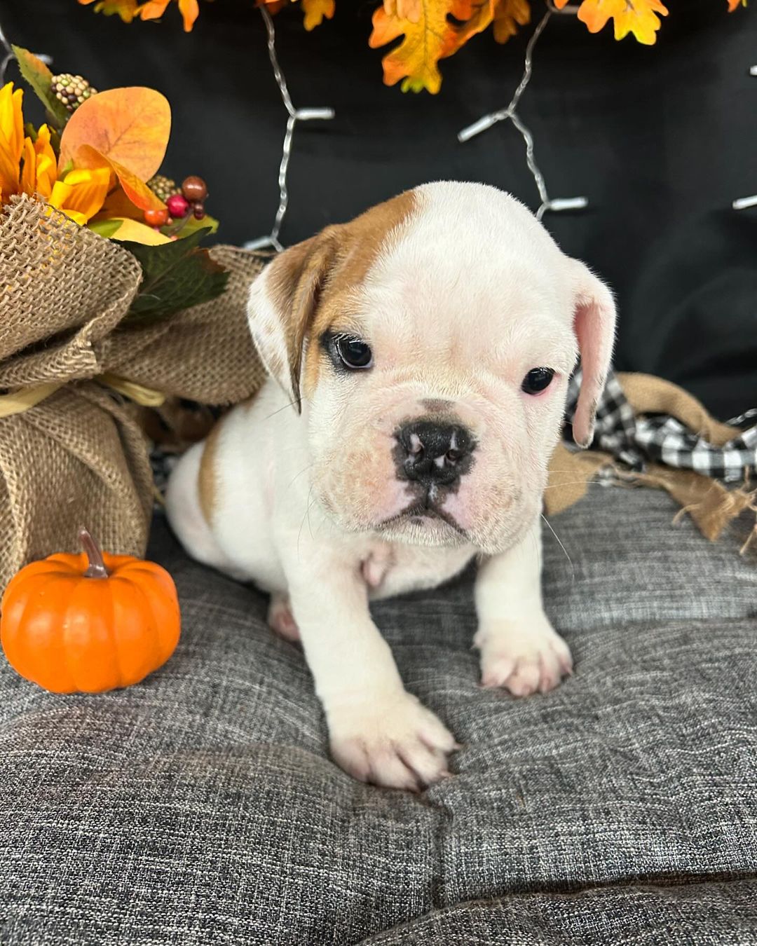Medium Breed Puppy Grooming Johannesburg | Muntah Claws Puppies 10–20kg