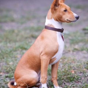 Medium Short Hair Dog Grooming Johannesburg | Muntah Claws