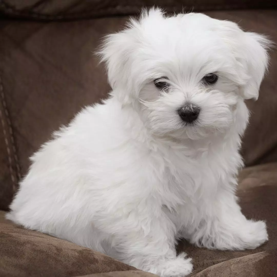 Puppy with Style