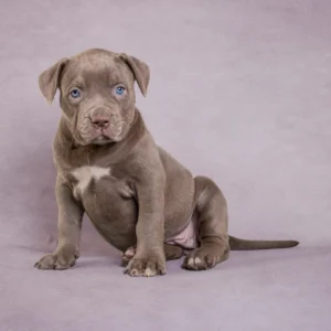 Small Breed Puppy Grooming Johannesburg | Puppies Under 10kg