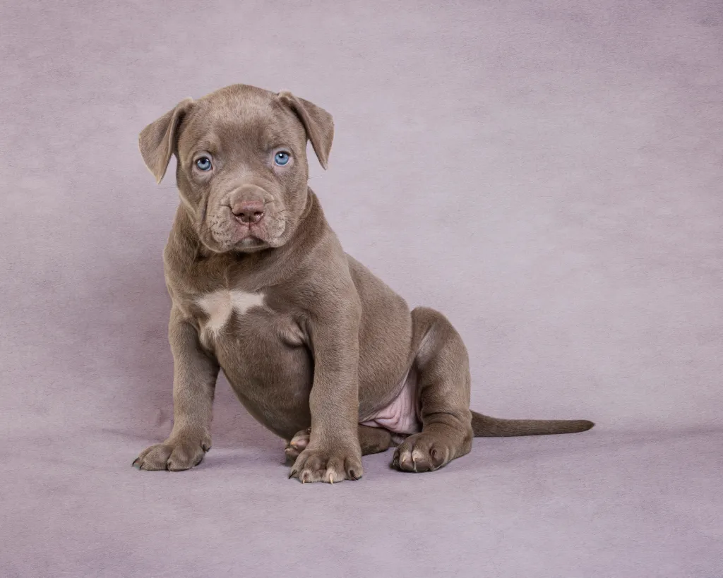 Small Breed Puppy Grooming Johannesburg | Puppies Under 10kg