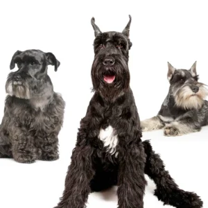 Schnauzer, Scottie, Westie & Cairn Terrier Grooming Johannesburg | Muntah Claws