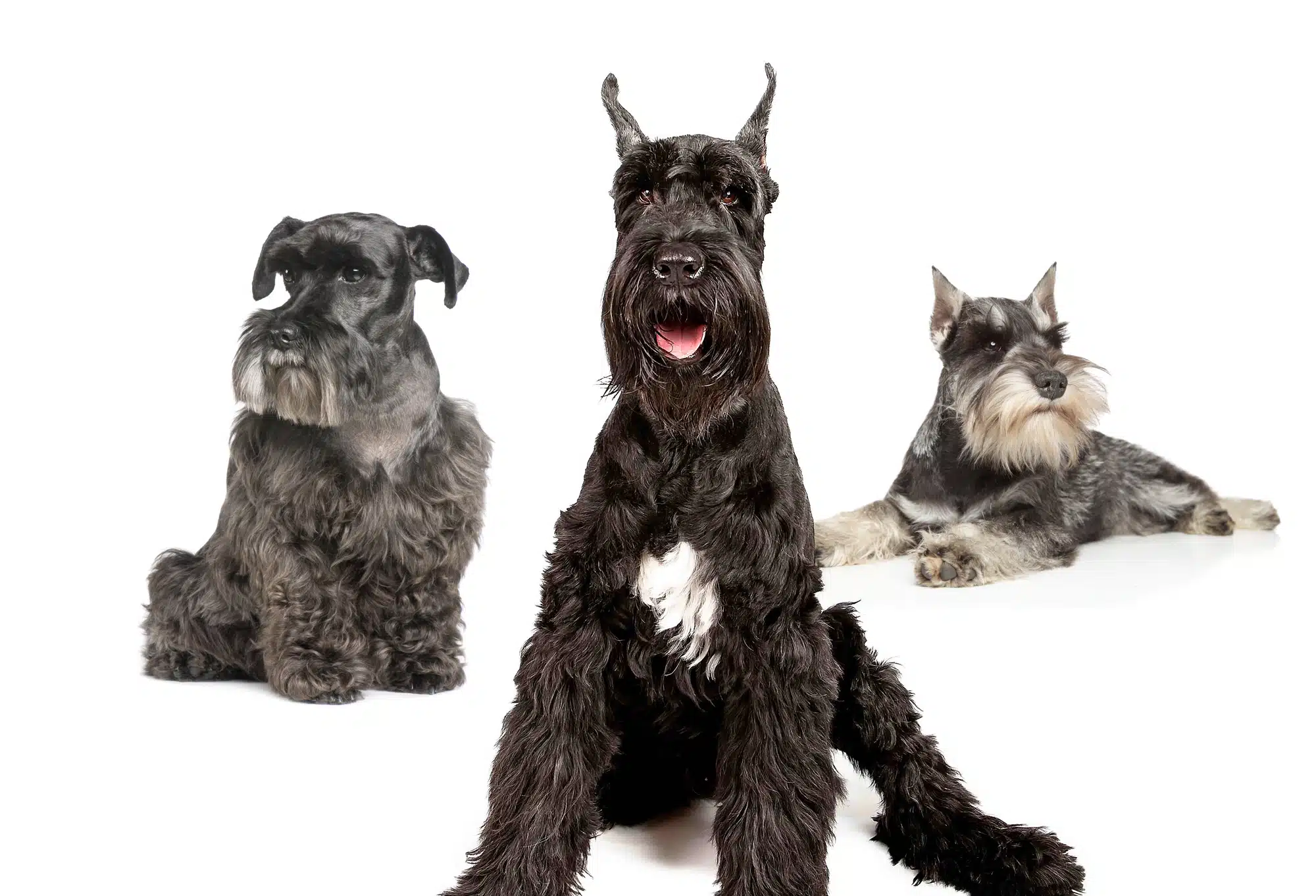 Schnauzer, Scottie, Westie & Cairn Terrier Grooming Johannesburg | Muntah Claws