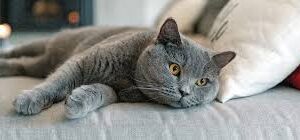 Short Hair Cat Grooming Johannesburg | Muntah Claws