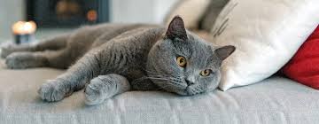 Short Hair Cat Grooming Johannesburg | Muntah Claws