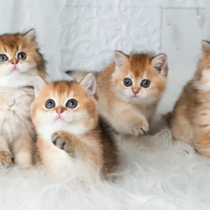 Short Hair Kitten Grooming Johannesburg | Muntah Claws