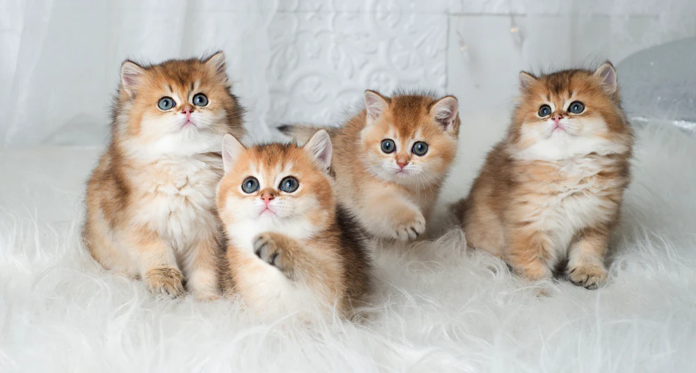 Short Hair Kitten Grooming Johannesburg | Muntah Claws