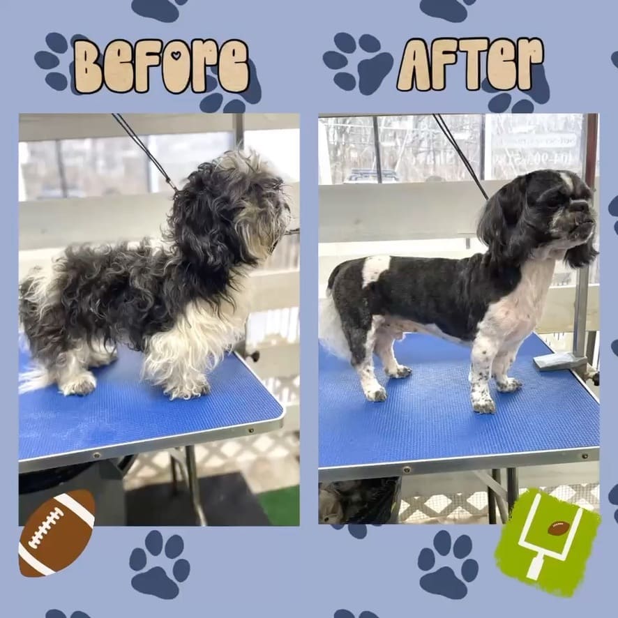 Matted Dog Shave Johannesburg | Small Breed De-Matting Grooming