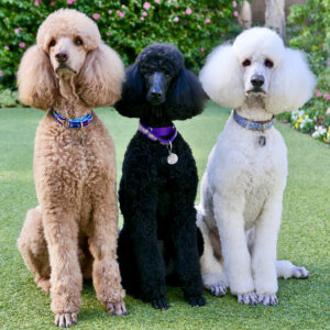 Standard Poodle Grooming Johannesburg | Muntah Claws