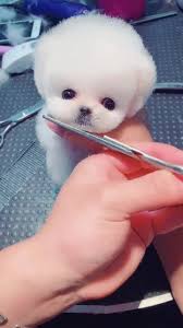 Toy Pomeranian Grooming Johannesburg | Muntah Claws Dog Groomers