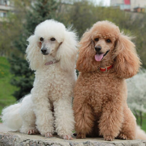 Toy & Miniature Poodle Grooming Johannesburg | Muntah Claws