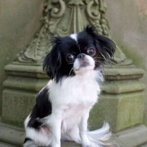 Small Long Hair Dog Grooming Johannesburg | Shih Tzu & Maltese Groomers